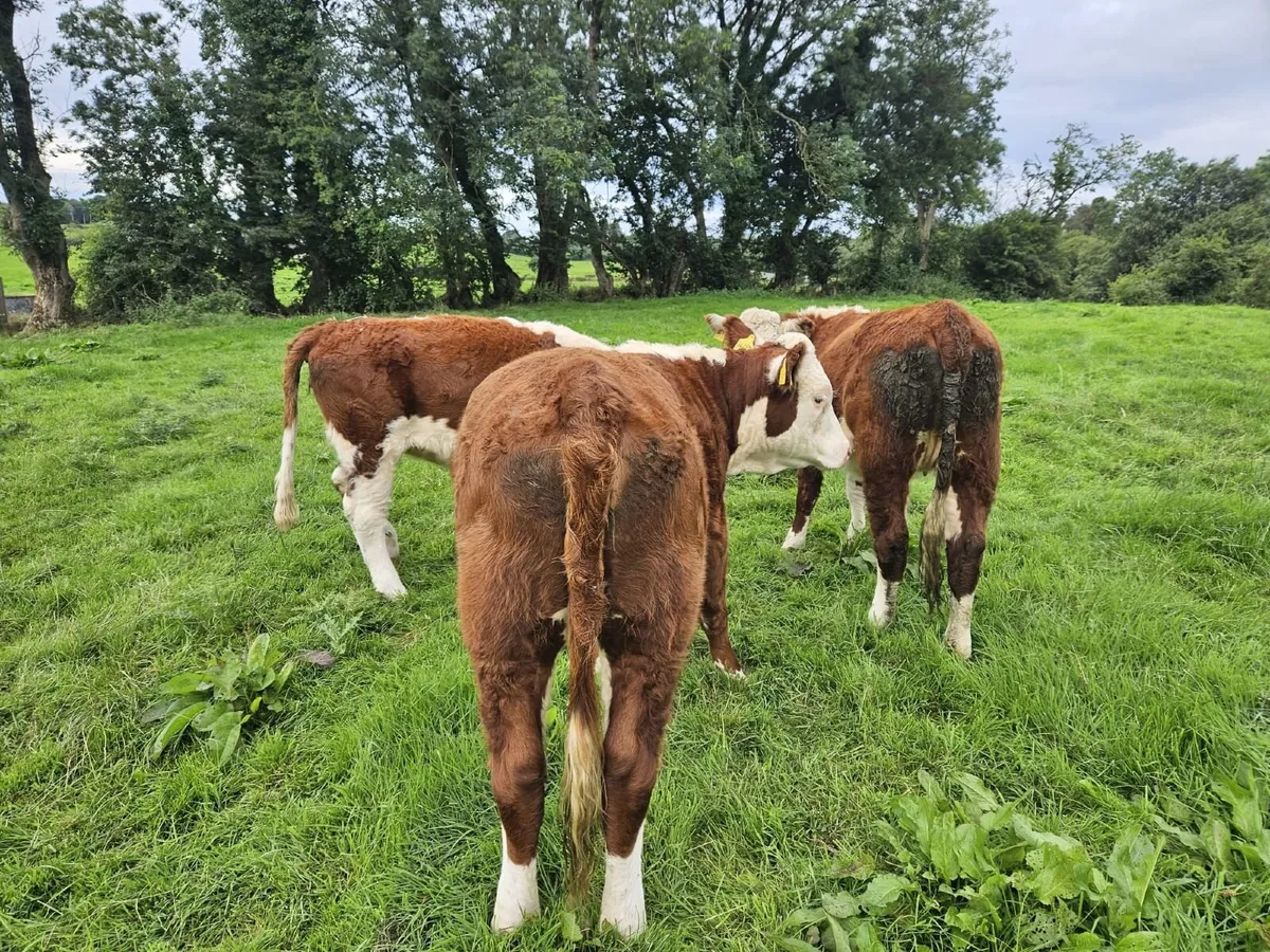 Ped Reg Hereford Heifers - Image 4