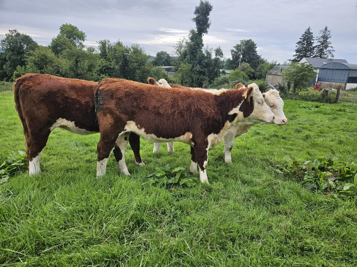 Ped Reg Hereford Heifers - Image 1