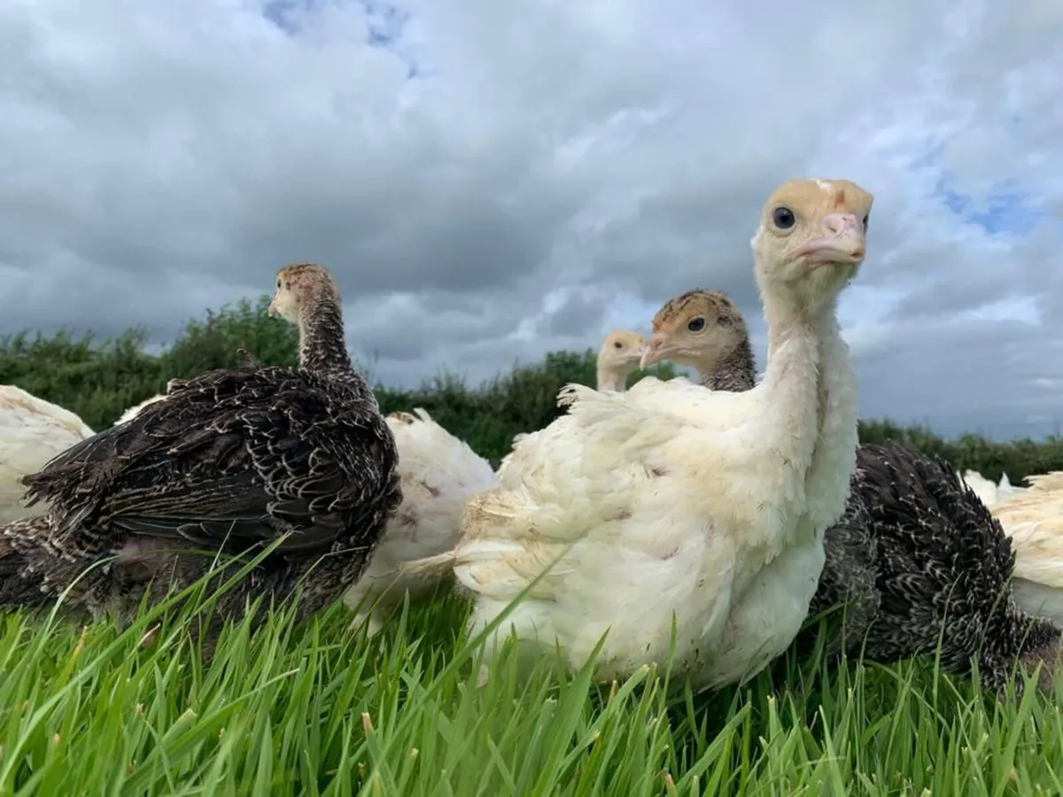 Turkey Poults Nationwide - Image 1