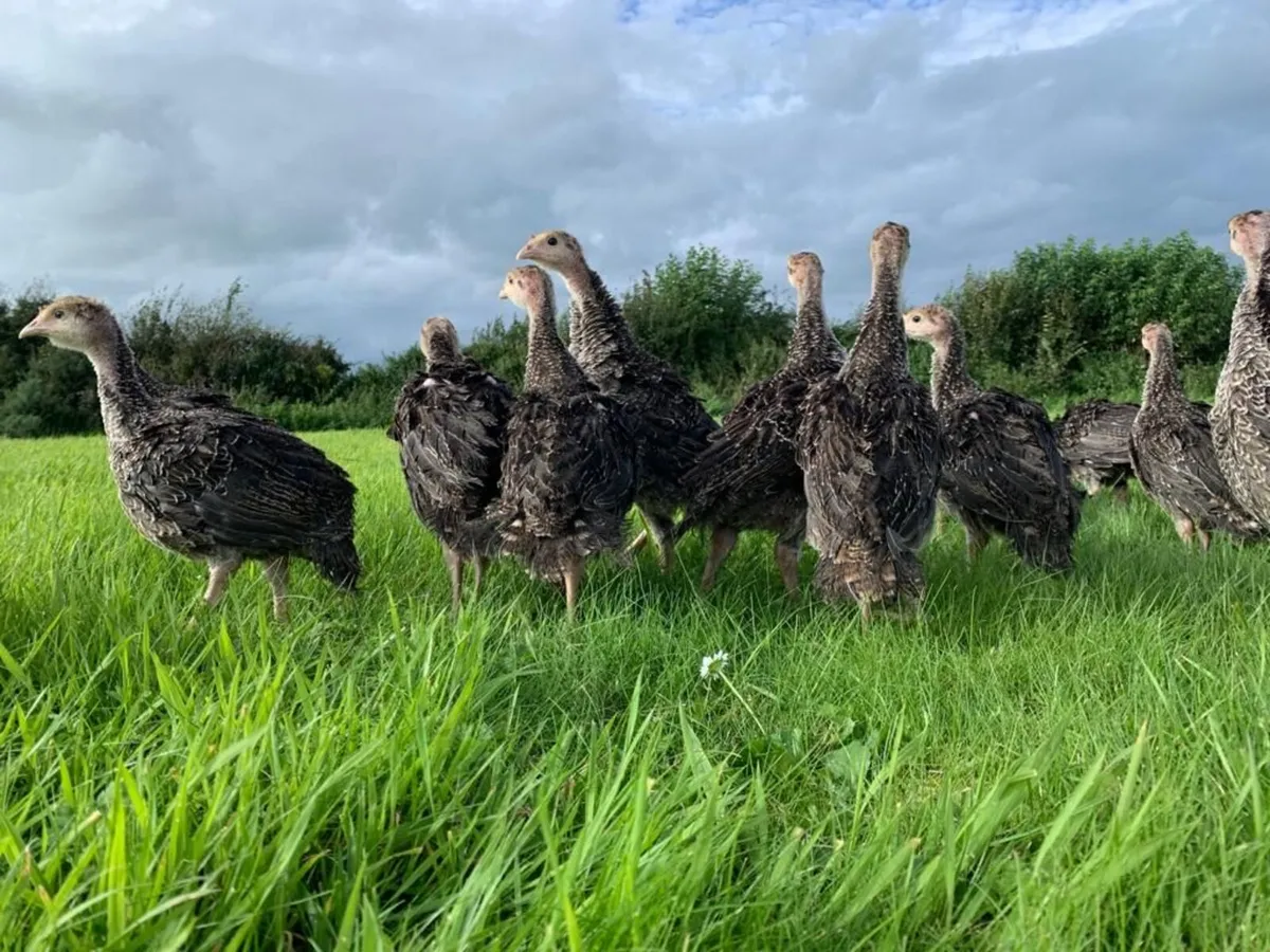 Turkey Poults Nationwide - Image 3