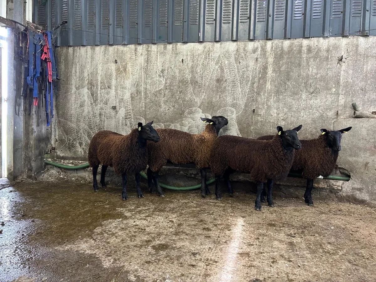 Dutch X blue ewe lambs - Image 4
