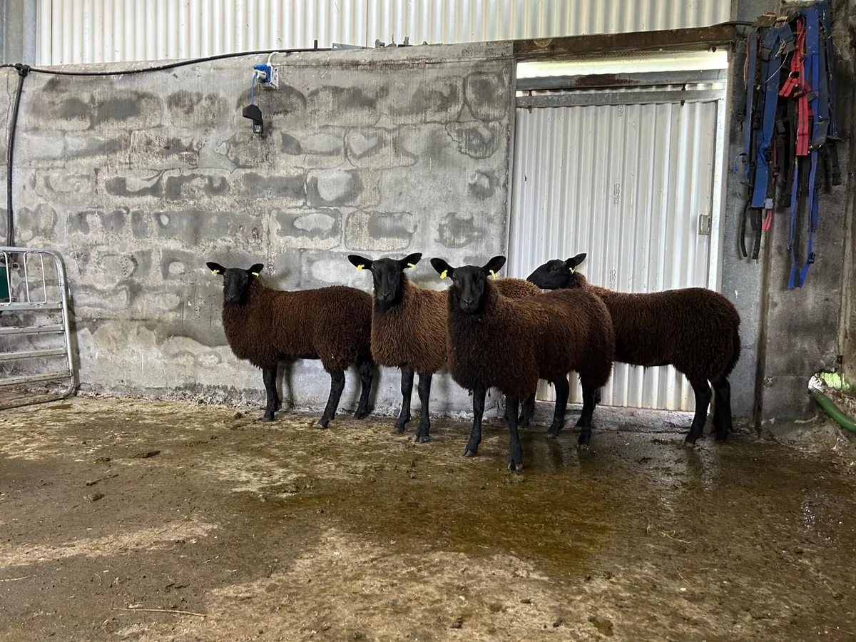 Dutch X blue ewe lambs - Image 1