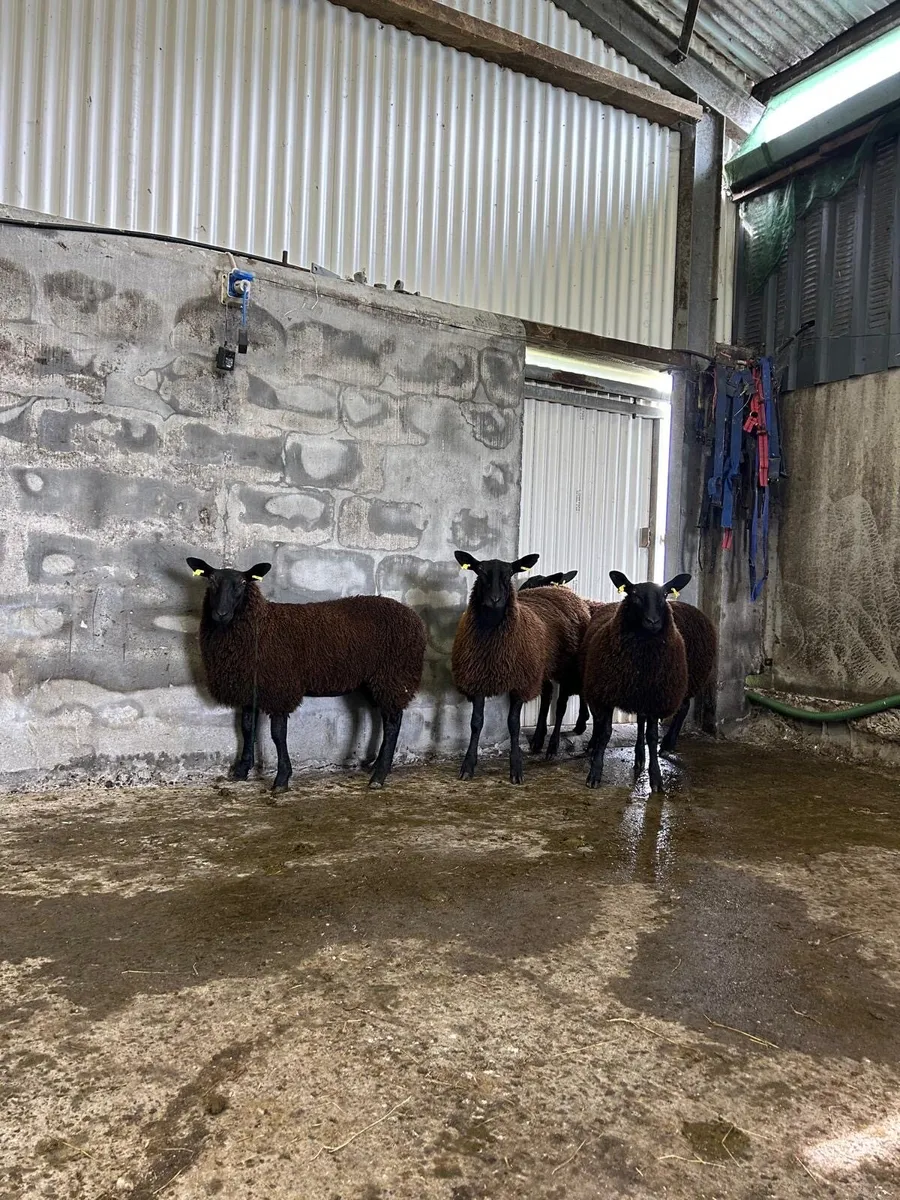 Dutch X blue ewe lambs - Image 2