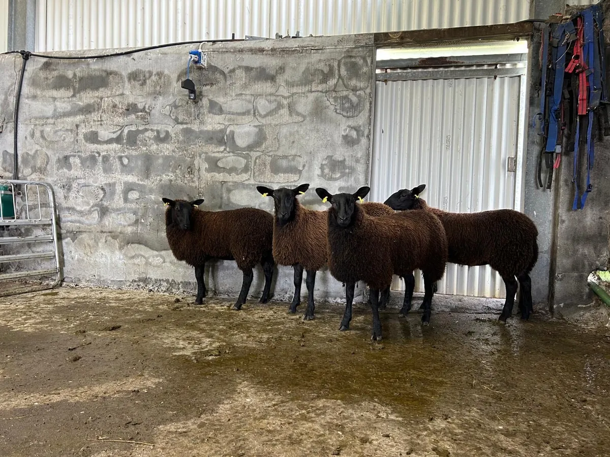 Dutch X blue ewe lambs - Image 3