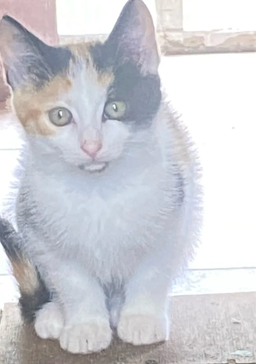 Kittens - Image 1
