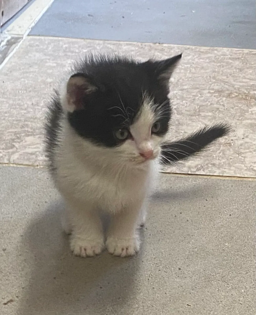 Kittens - Image 2