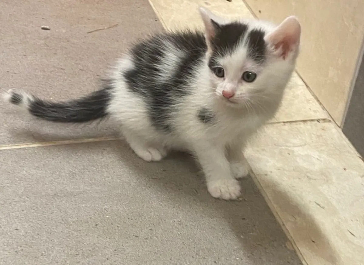 Kittens - Image 3