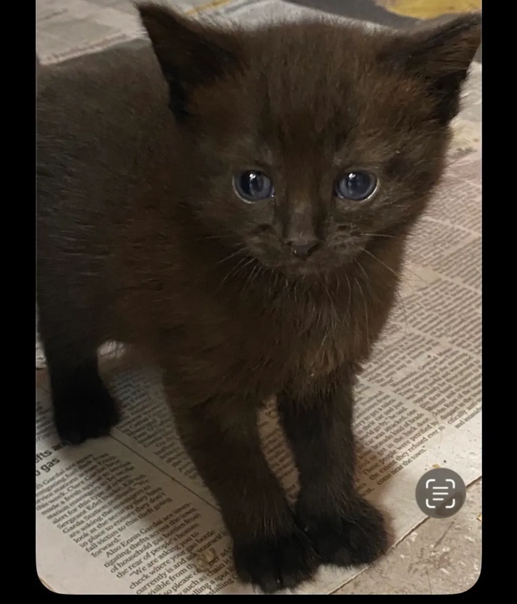 Kittens - Image 4