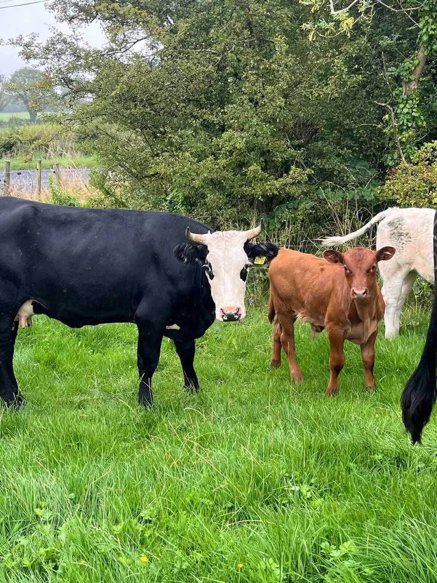 2 Hereford Cows With Calves - Image 1