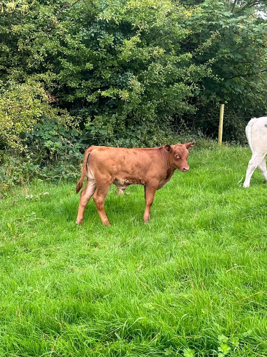 2 Hereford Cows With Calves - Image 2