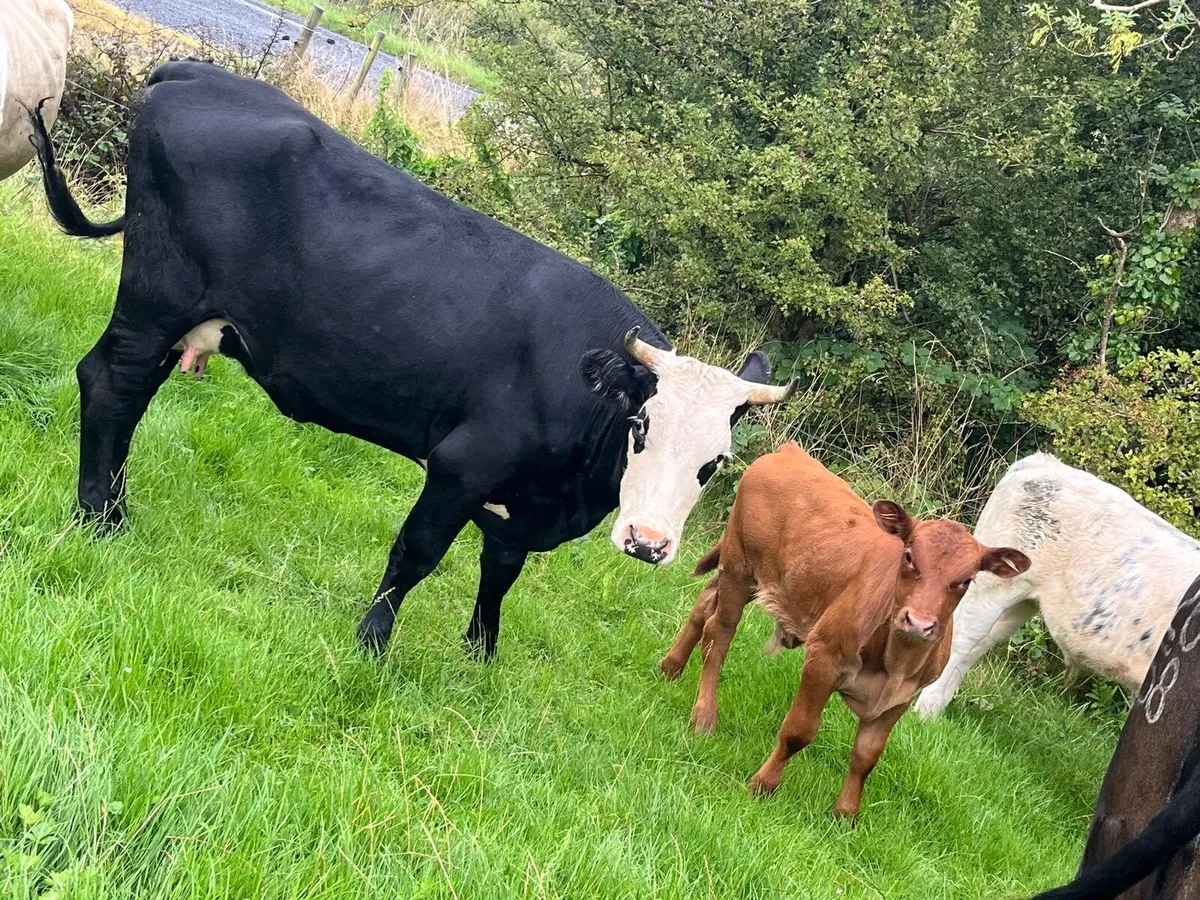 2 Hereford Cows With Calves - Image 3