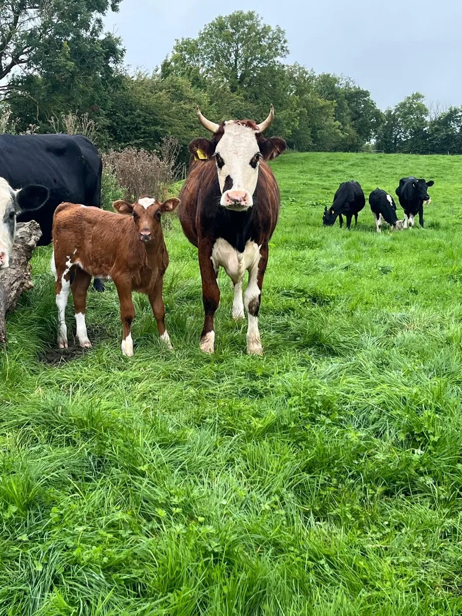 2 Hereford Cows With Calves - Image 4