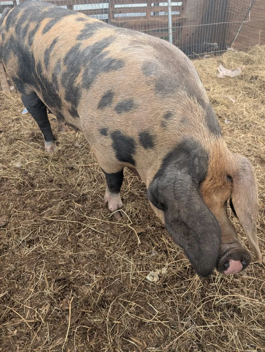 2 Oxford sandy and black sows - Image 3