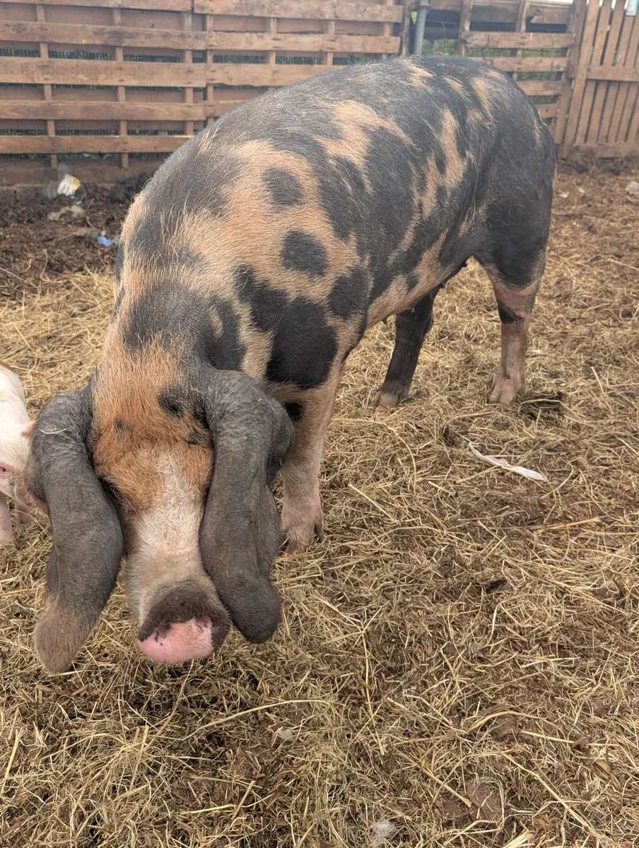 2 Oxford sandy and black sows - Image 4