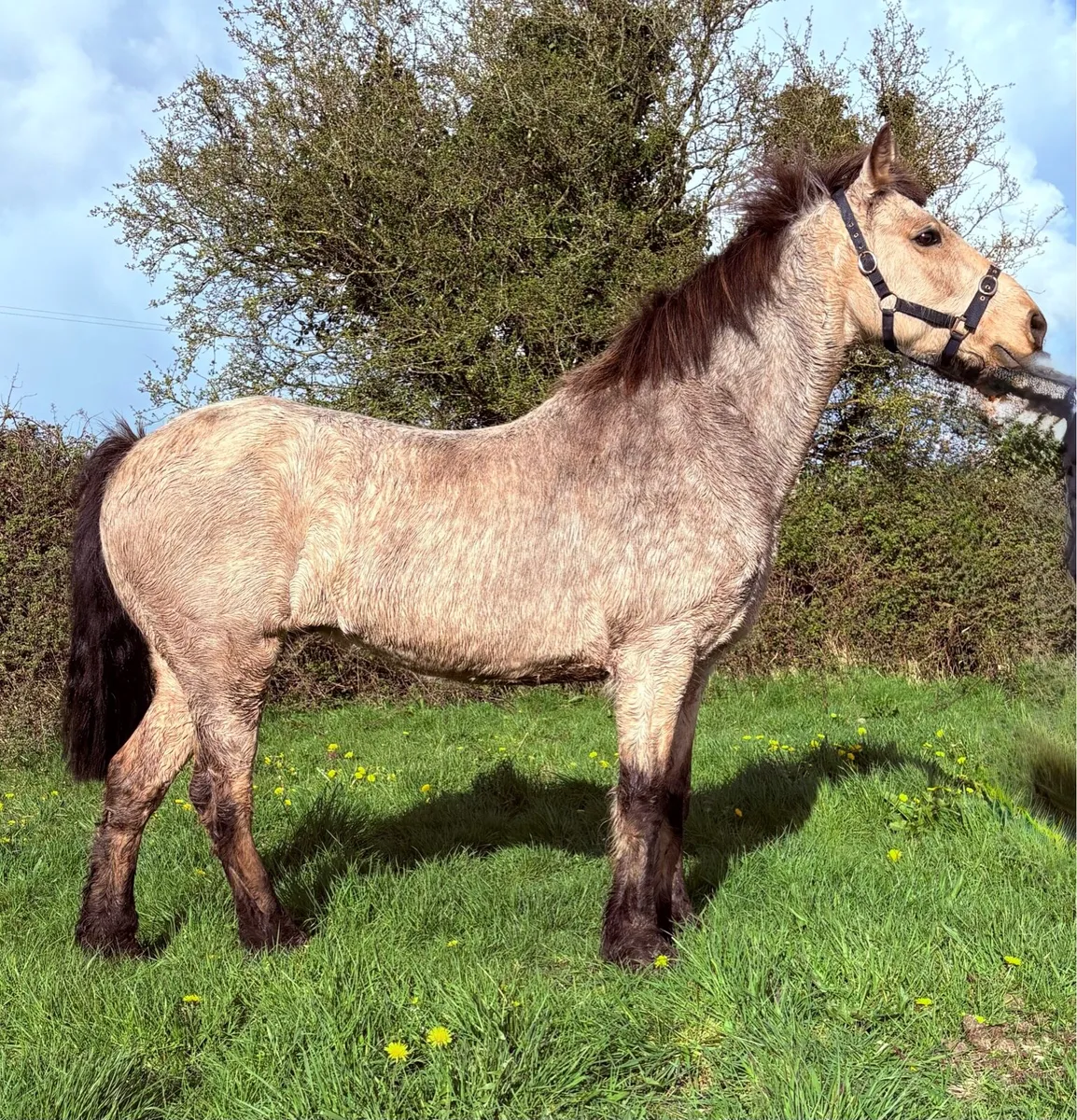 Connemara Mare