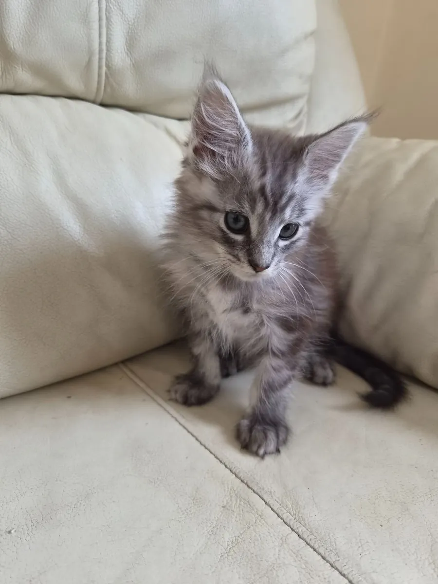 Maine Coone kittens - Image 3