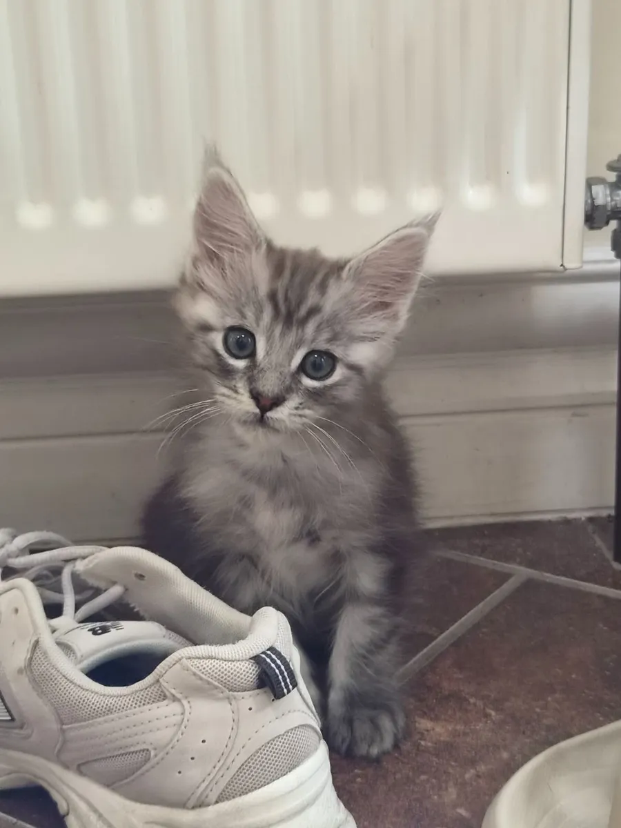 Maine Coone kittens - Image 4