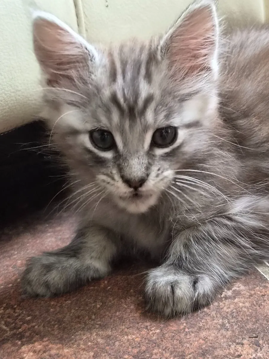 Maine Coone kittens - Image 1