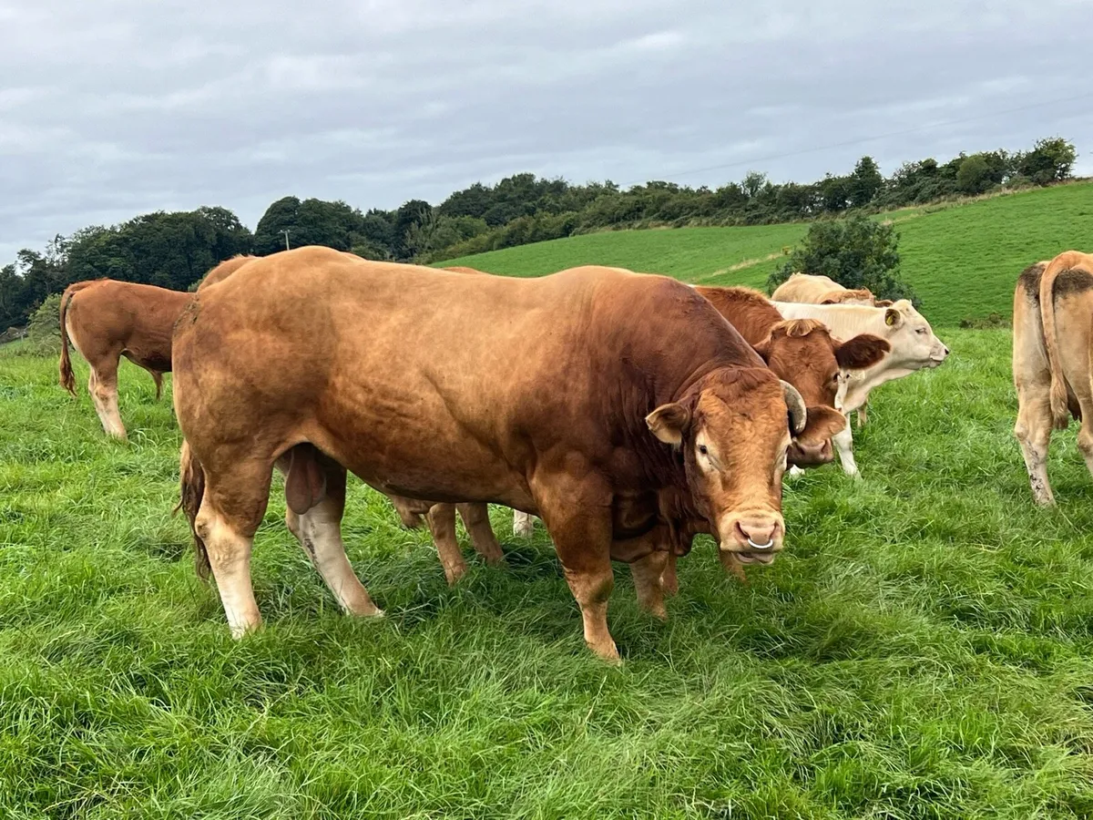 Limousin - Image 2