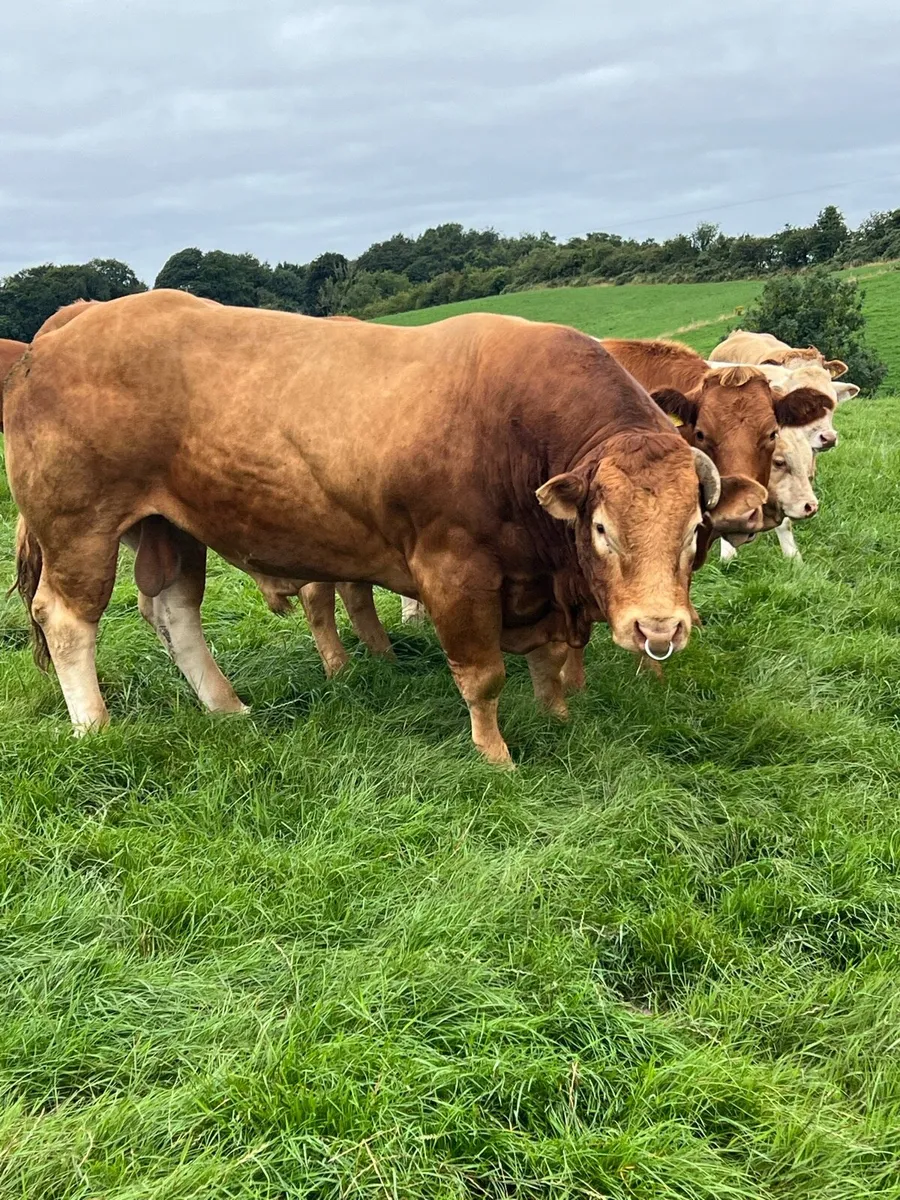 Limousin - Image 3