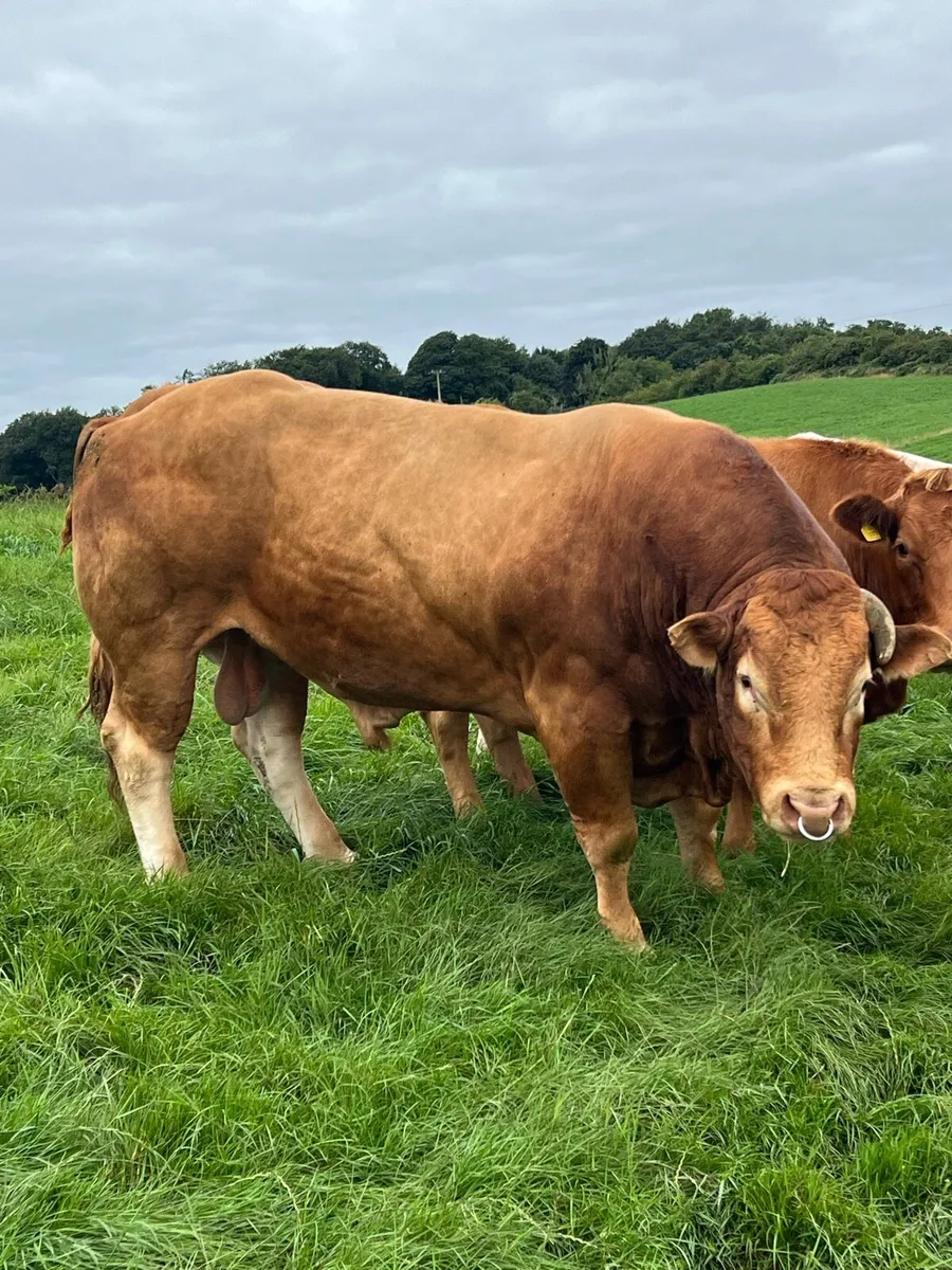 Limousin - Image 1