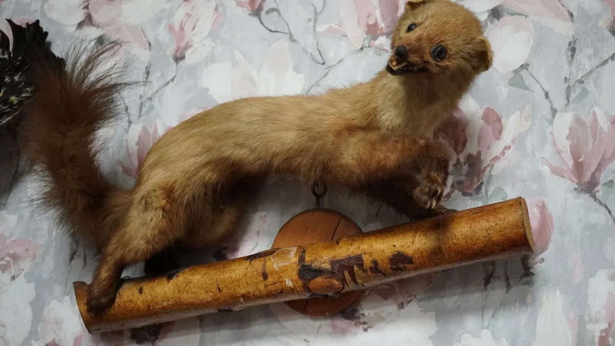 Pine Marten Taxidermy - Image 3