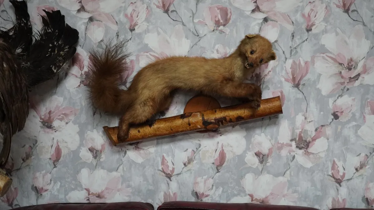 Pine Marten Taxidermy - Image 1