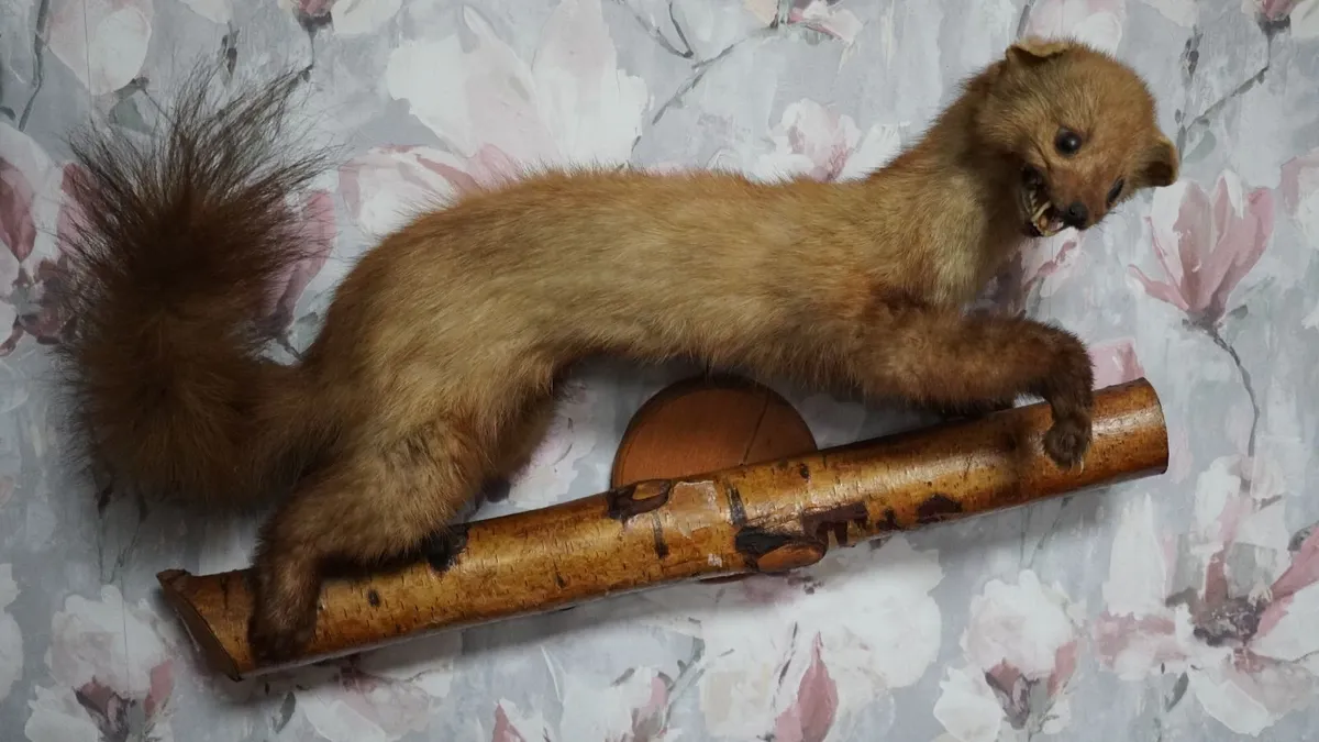 Pine Marten Taxidermy - Image 2