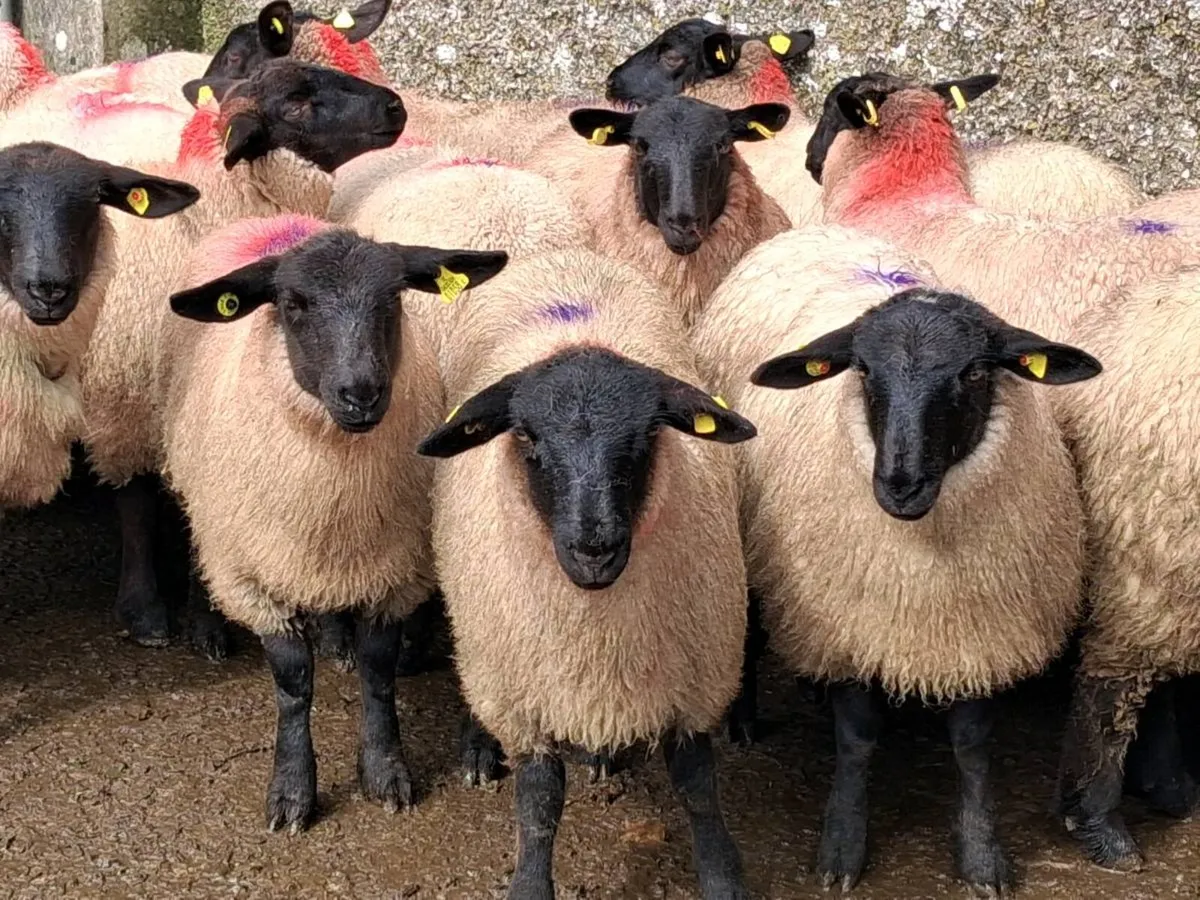 30 Super Suffolk Ewe Lamb's - Image 2