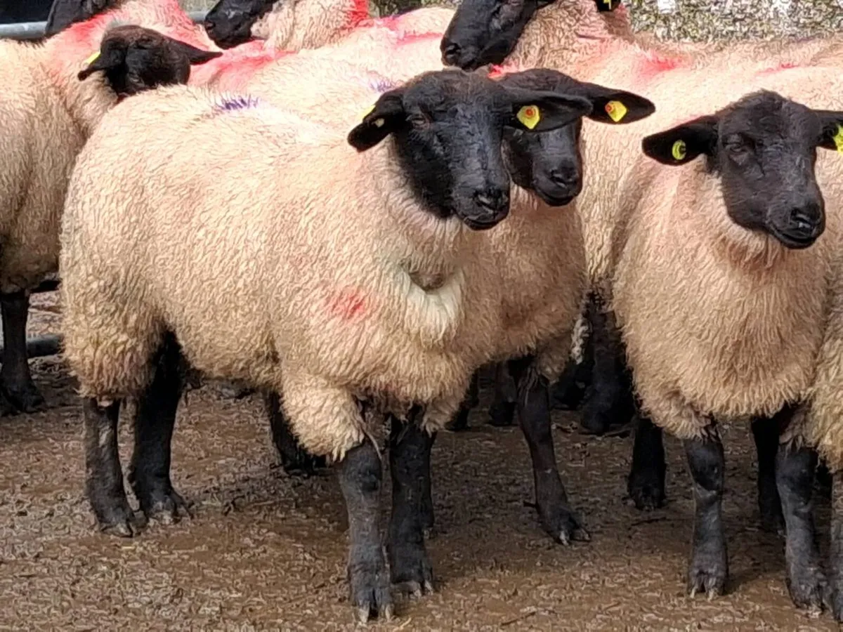 30 Super Suffolk Ewe Lamb's - Image 3