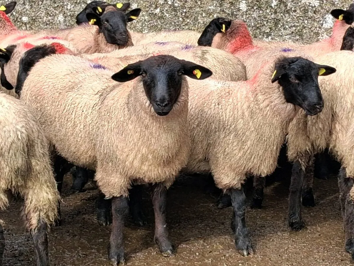 30 Super Suffolk Ewe Lamb's - Image 4
