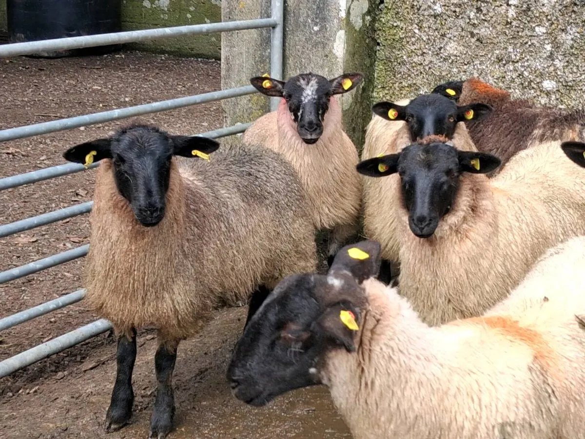 32 Suffolk Ewe Lambs - Image 3