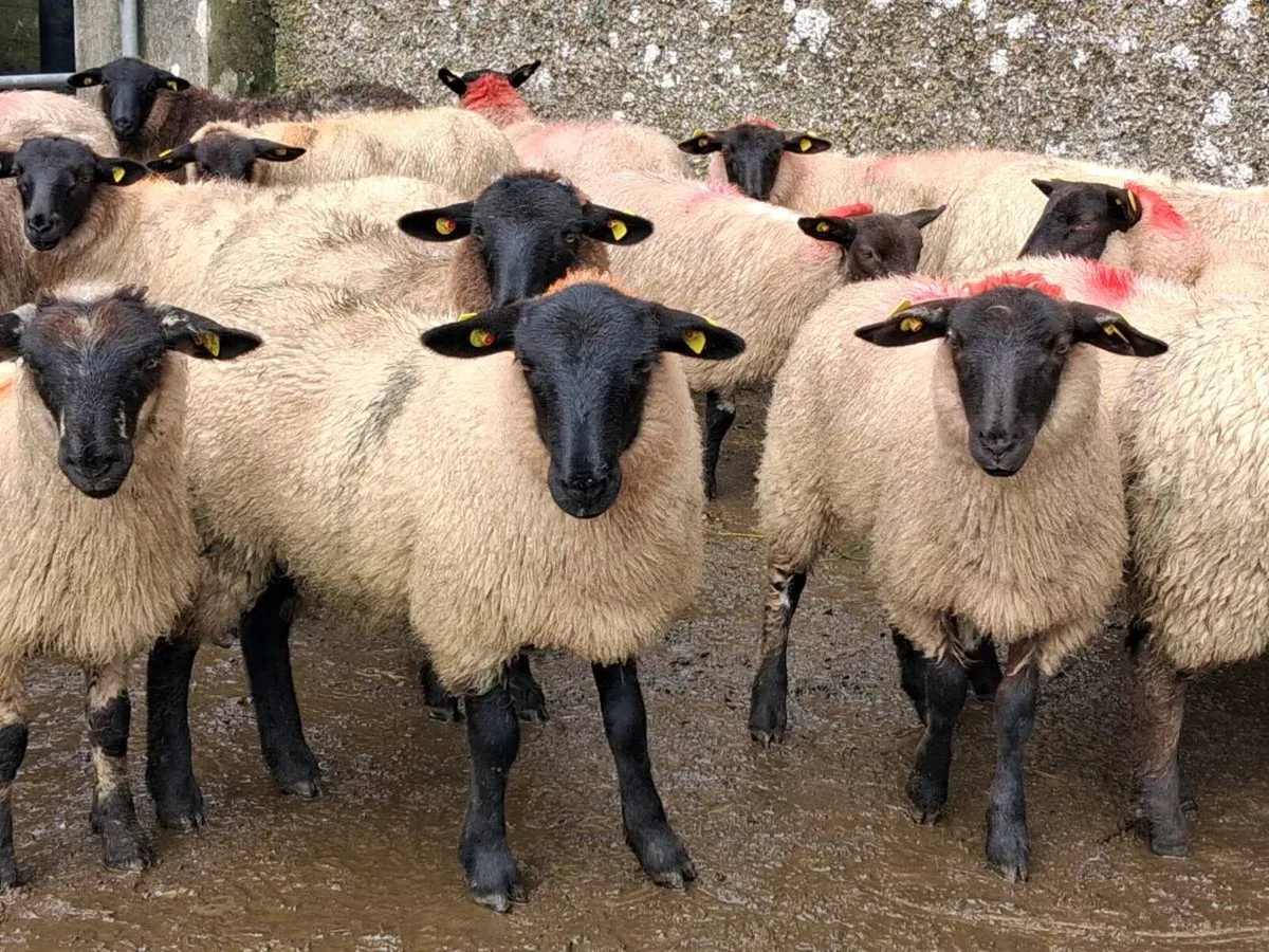 32 Suffolk Ewe Lambs - Image 4