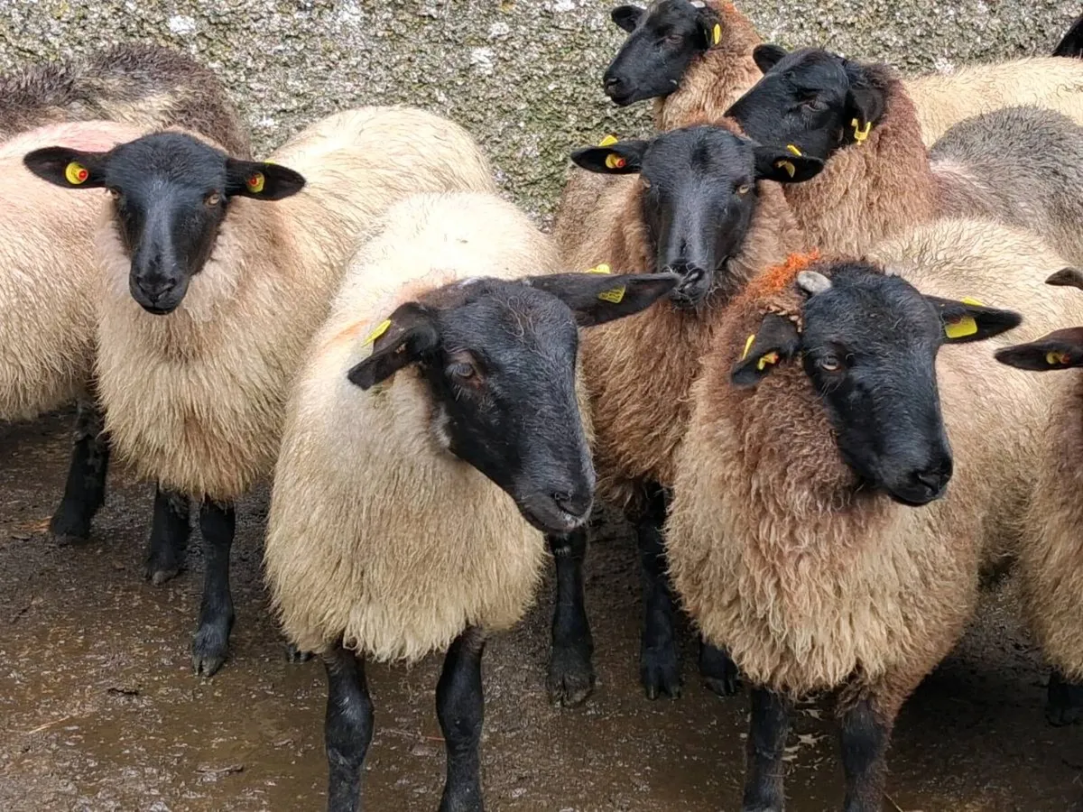 32 Suffolk Ewe Lambs - Image 2