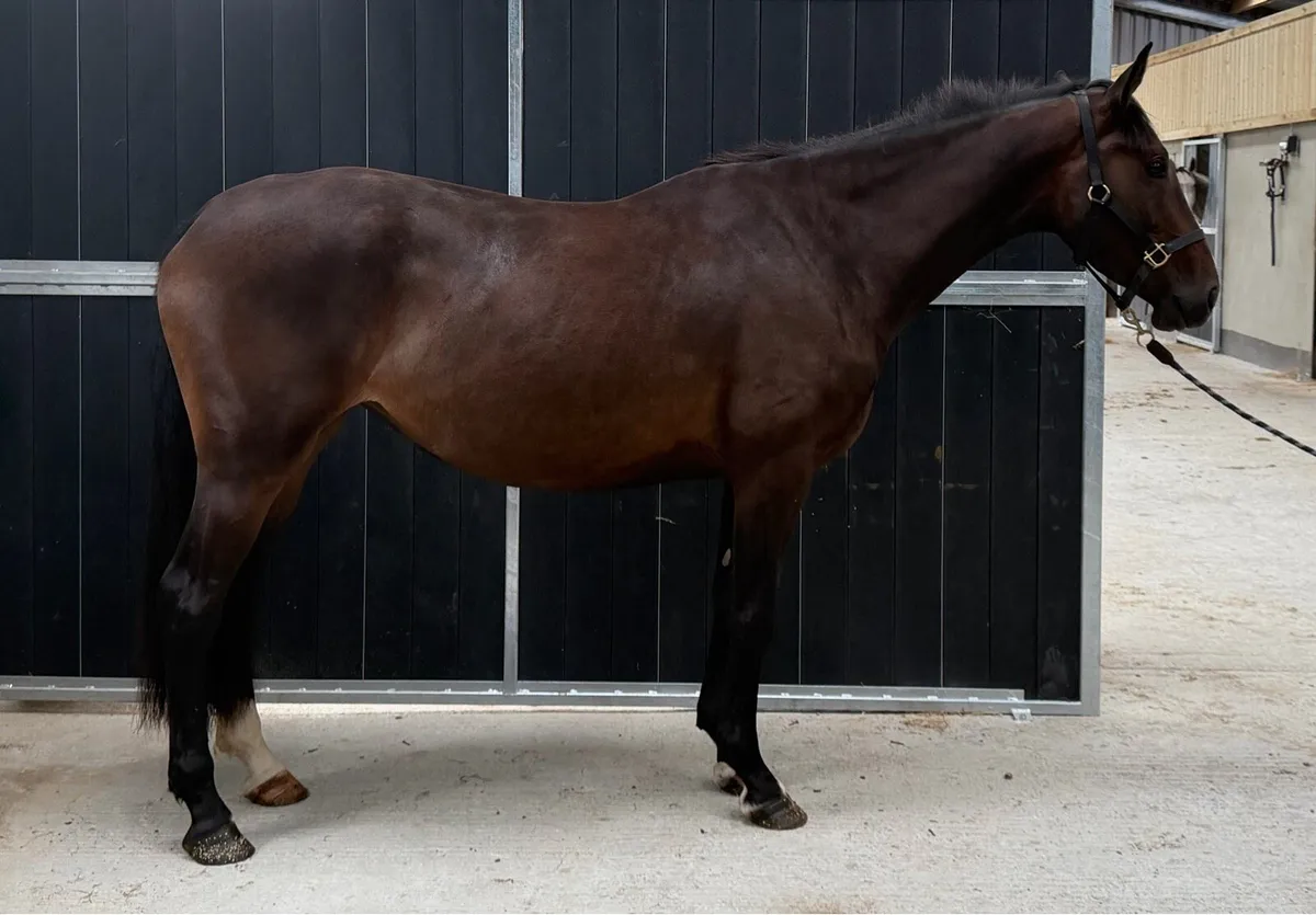 3 year old womaniser x Atlantic cruise filly - Image 2