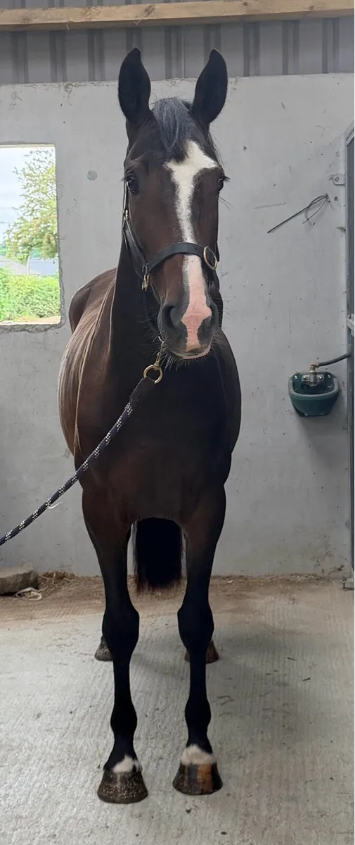 3 year old womaniser x Atlantic cruise filly - Image 3