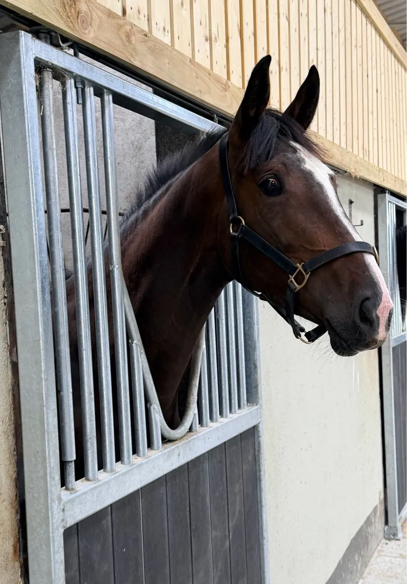 3 year old womaniser x Atlantic cruise filly - Image 4