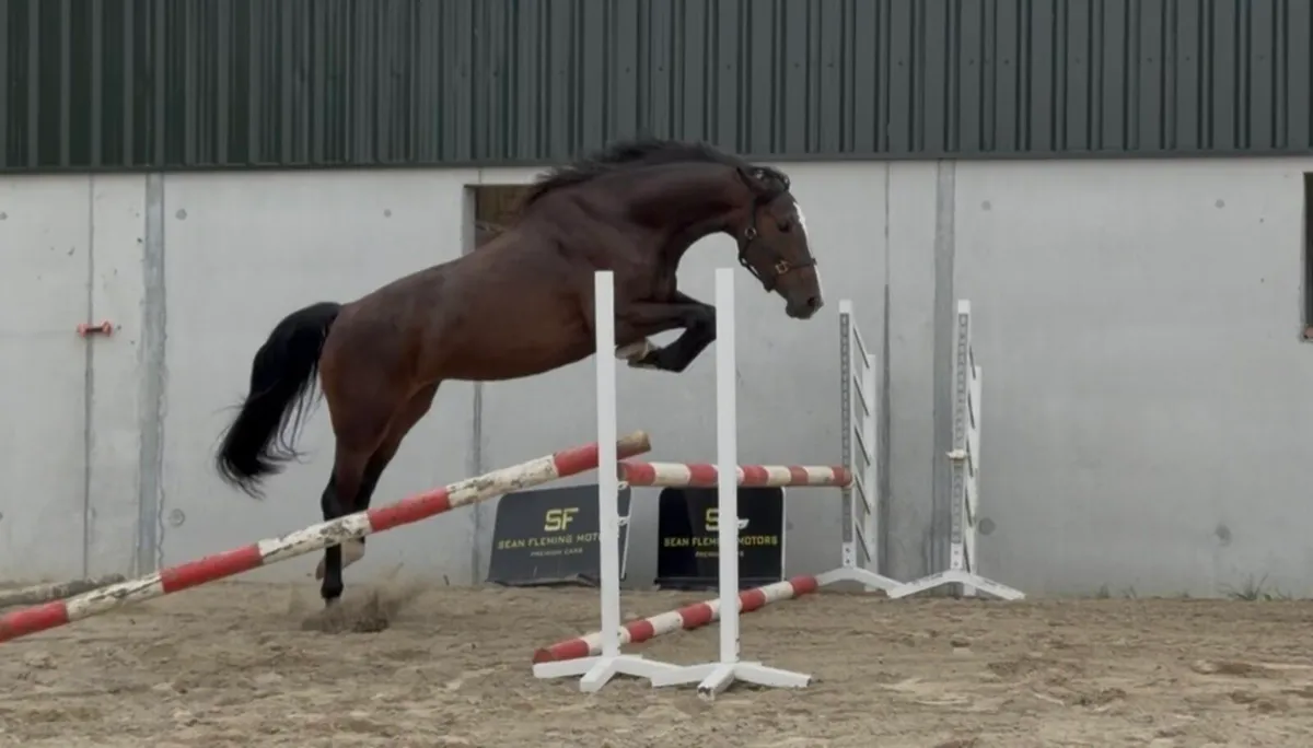 3 year old womaniser x Atlantic cruise filly - Image 1