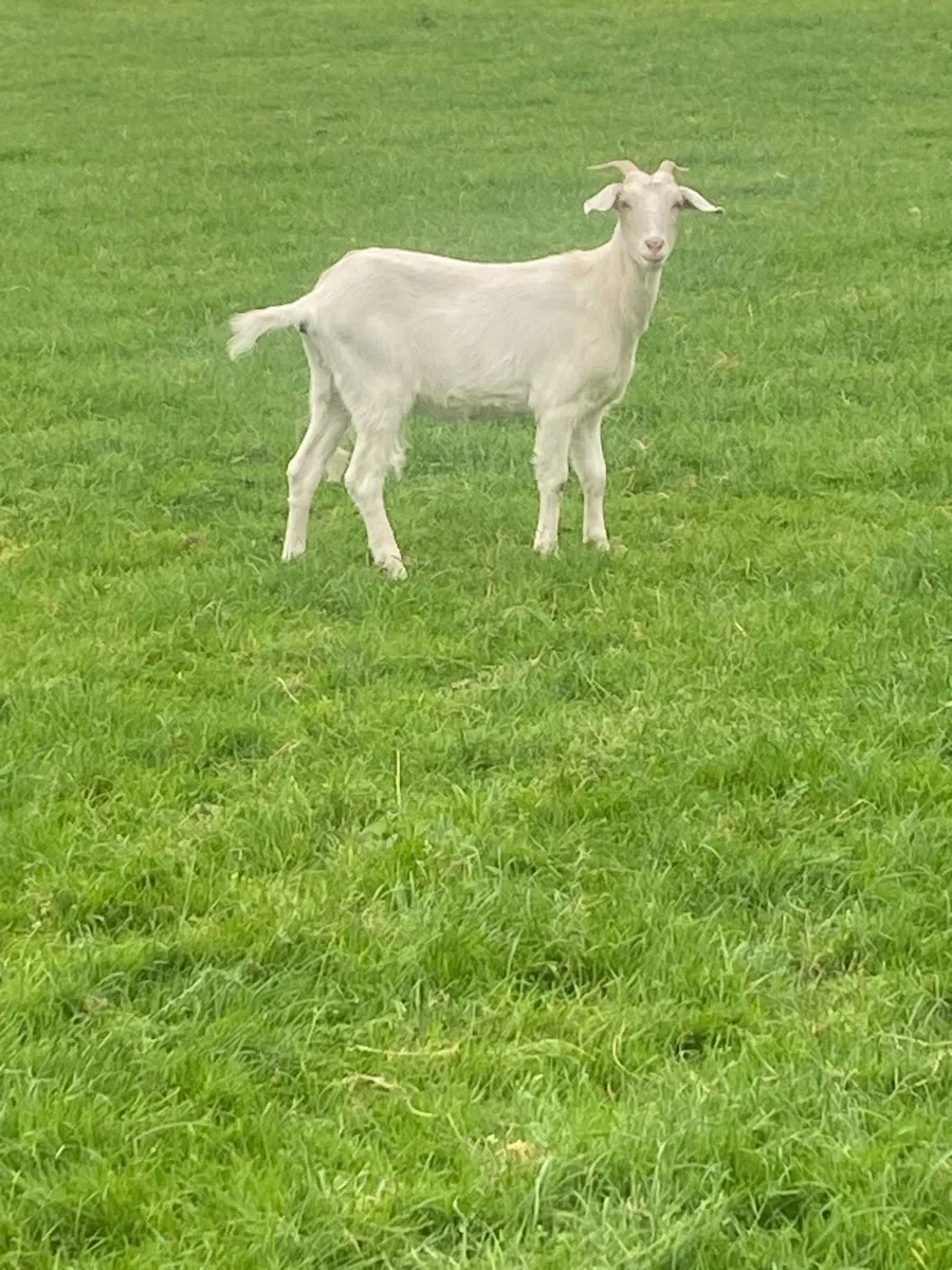 Female Goat - Image 2