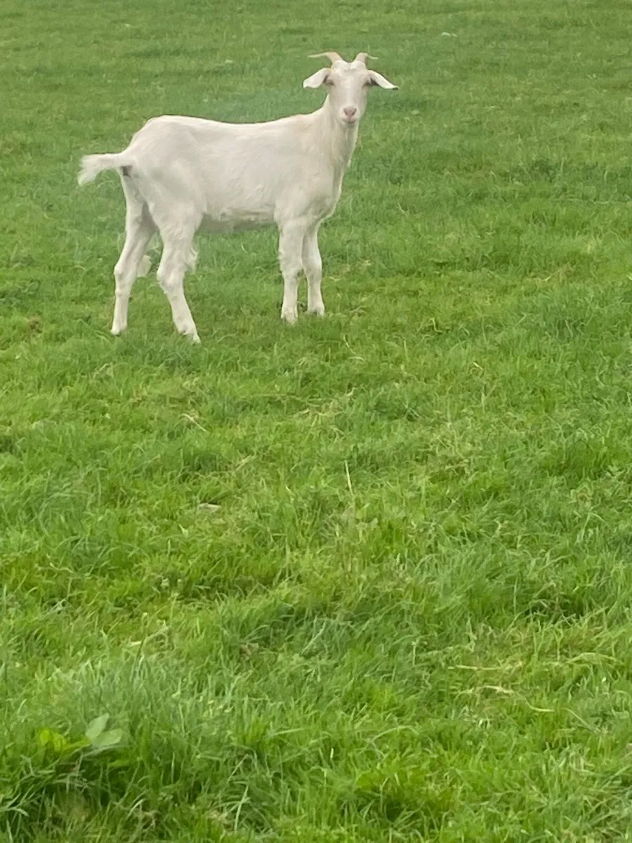 Female Goat - Image 1