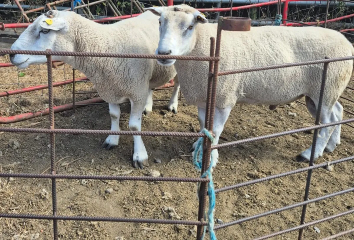 Texel Teaser Rams - Image 2