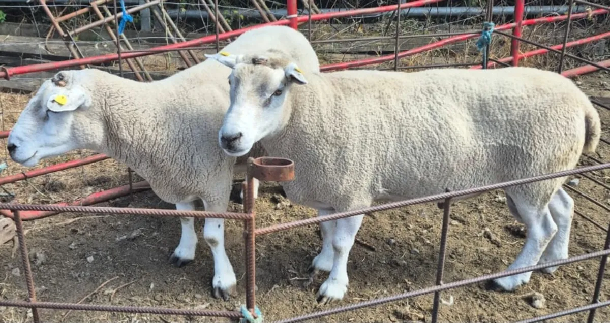 Texel Teaser Rams - Image 1