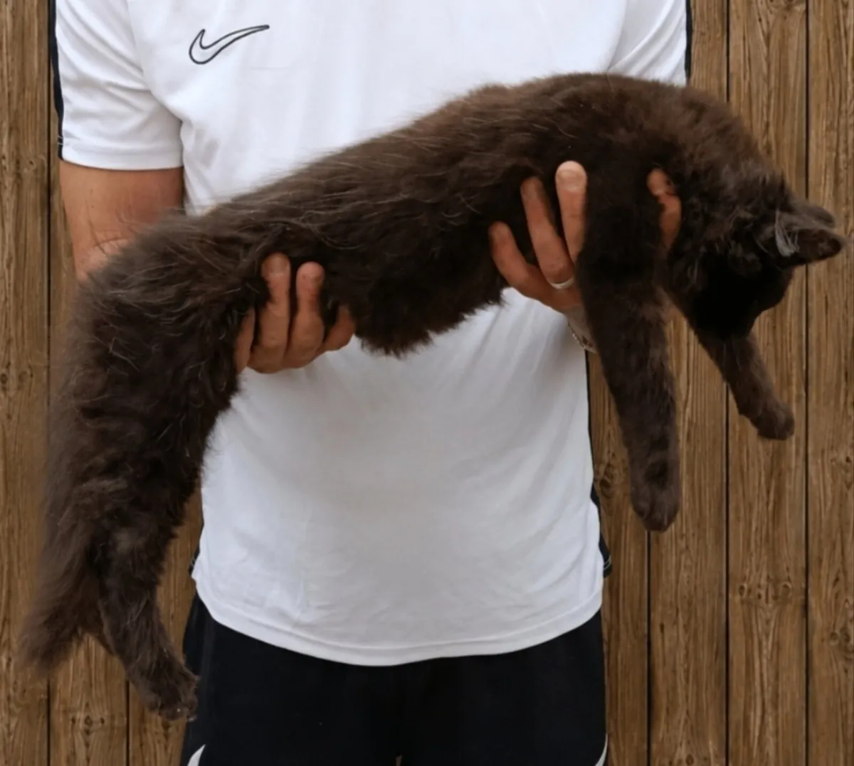 Maine coon kitten - Image 3