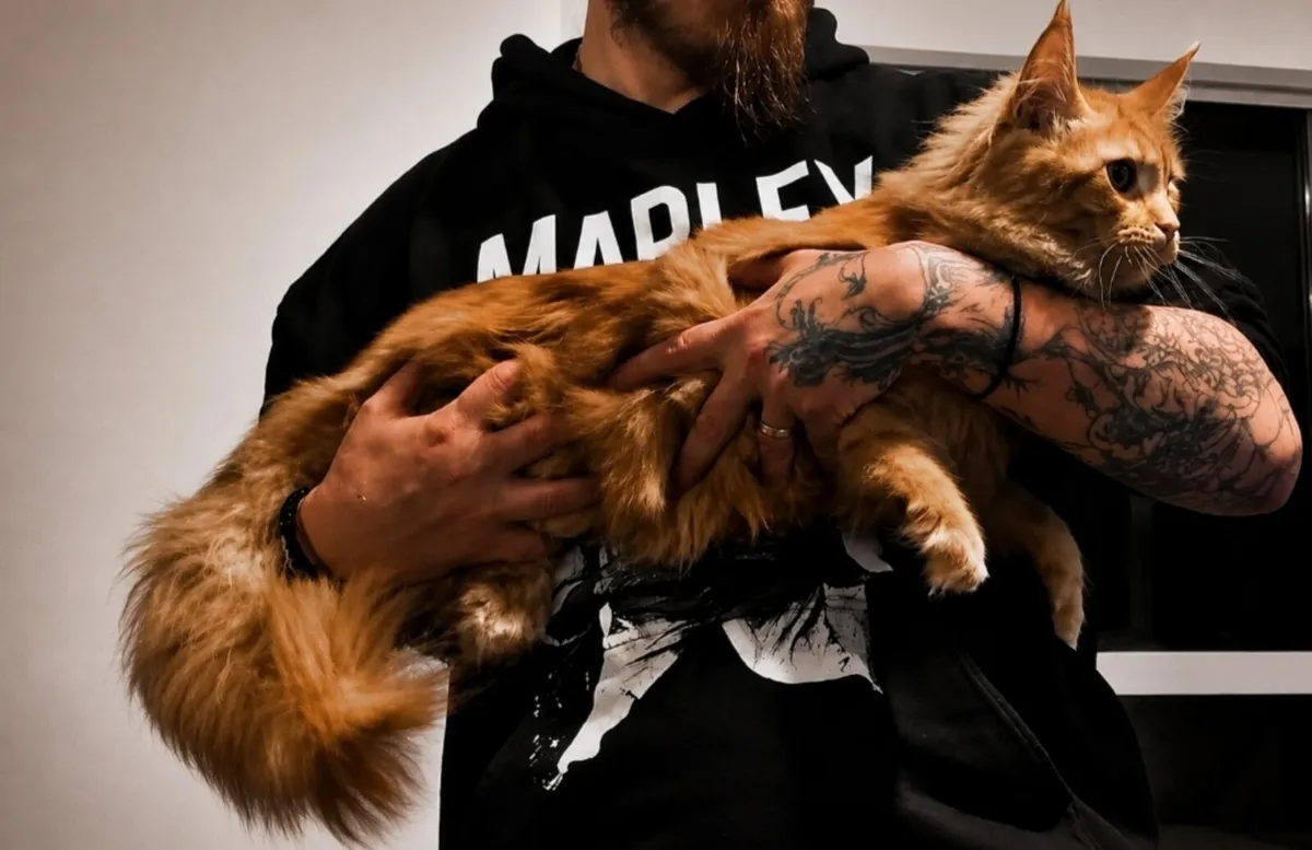 Maine coon kitten - Image 4