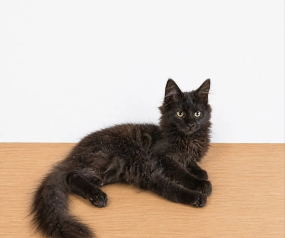 Maine coon kitten - Image 2