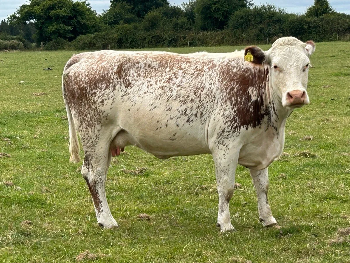 Second calved cow and scanned back incalf - Image 2
