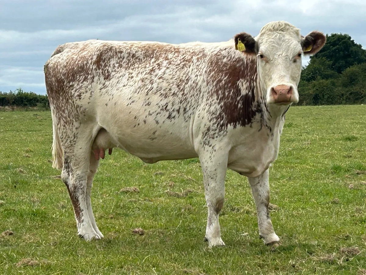 Second calved cow and scanned back incalf - Image 3