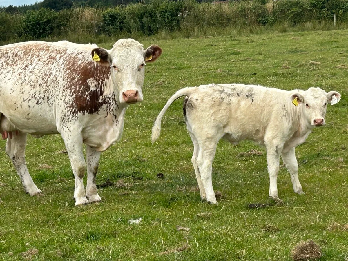 Second calved cow and scanned back incalf - Image 1