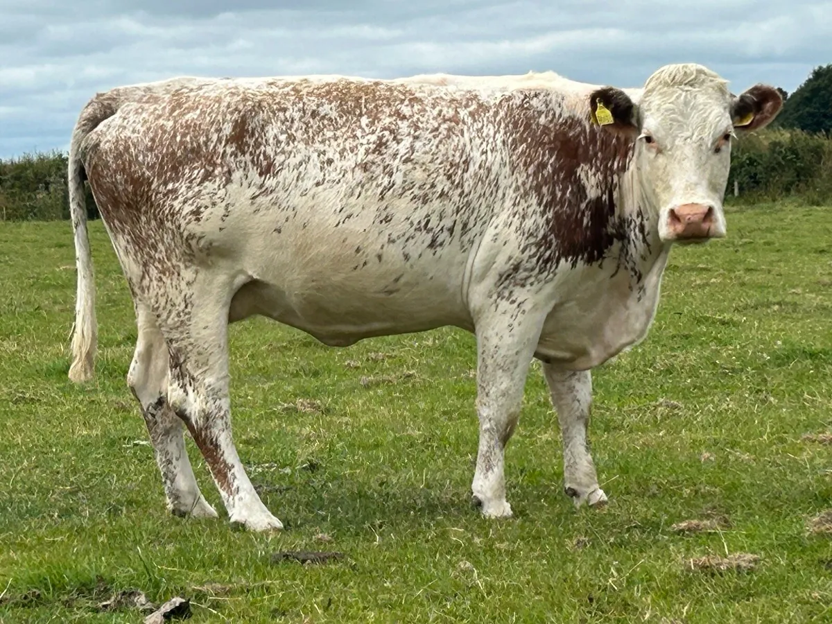 Second calved cow and scanned back incalf - Image 4