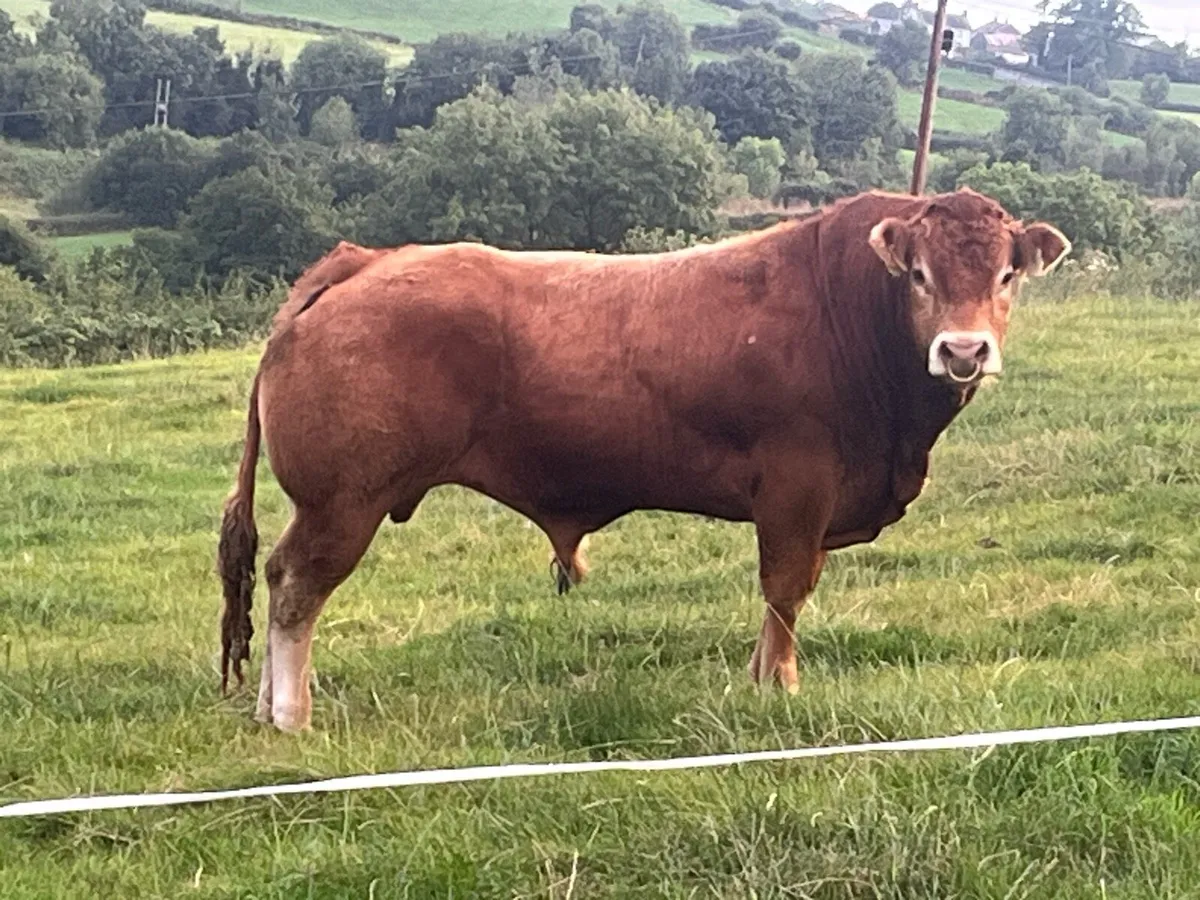PB Limousine Bull - Image 3